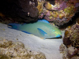 IMG 3823 Parrotfish